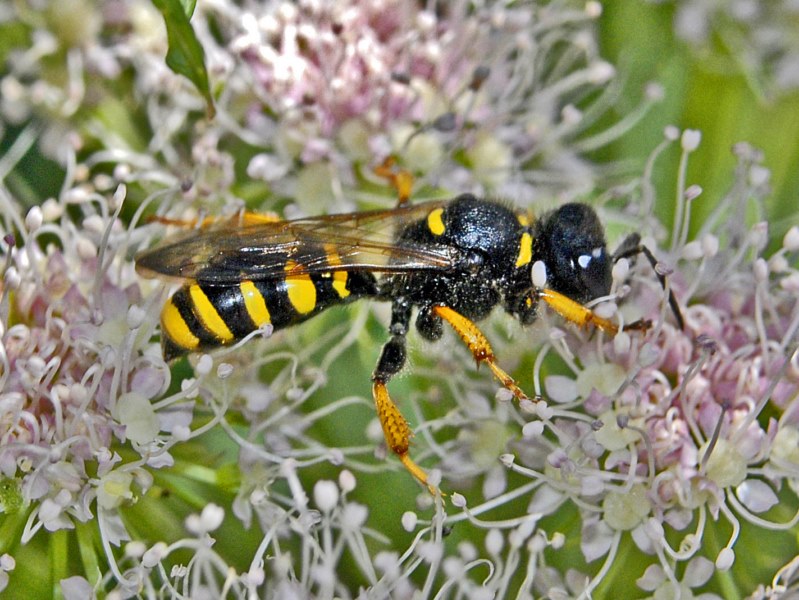 piccola vespa: Crabro cribrarius, Crabronidae